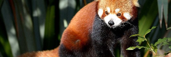 Panda, Pandka ruda, Drzewo, Czerwona