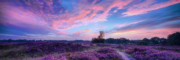 Lasy, Ścieżka, Słońca, Zachód, Wrzosy, Drzewa, Piękny, Pole