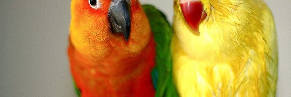 Nierozłączki, Papugi, Kolorowe