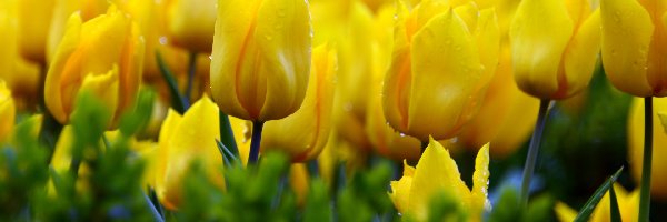 Owad, Tulipany, Żółte