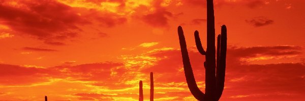 Kaktusy, Słońca, Zachód