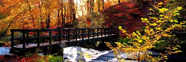 Most, Jesień, Drzewa, Rzeka