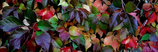 Jesień, Liście, Kolorowe