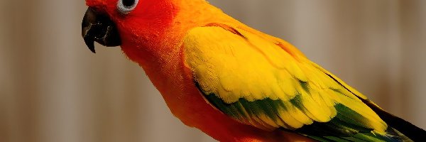 Pióra, Kolorowe, Papuga