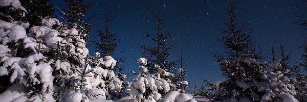 Zima, Drzewa, Ośnieżone, Gwiazdy, Noc