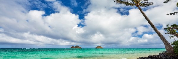Palmy, Plaża, Morze, Chmury, Wyspa Maui, Hawaje