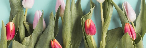 Czerwono-żółte, Różowe, Tulipany
