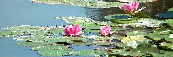 Lilie wodne, Kwiaty, Przyroda