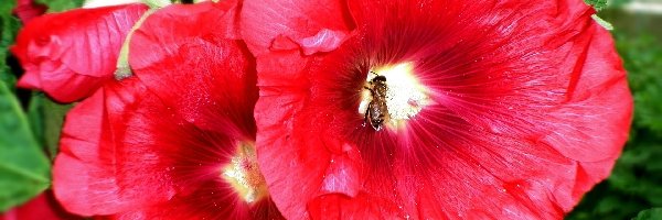 Pszczoła, Malwa