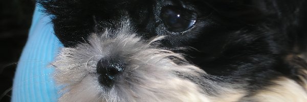 Głowa, Maltipoo, Piesek