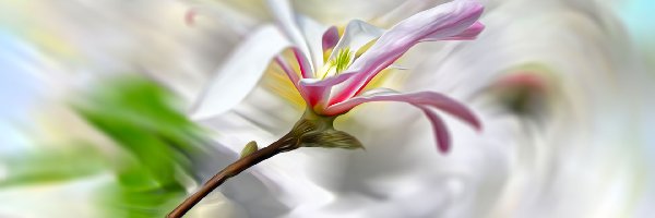 Magnolia, Grafika, Rozmycie, Kwiat