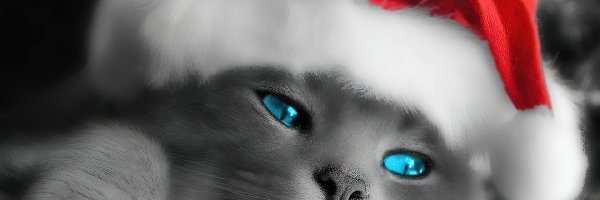 kociaczek, Boże Narodzenie
