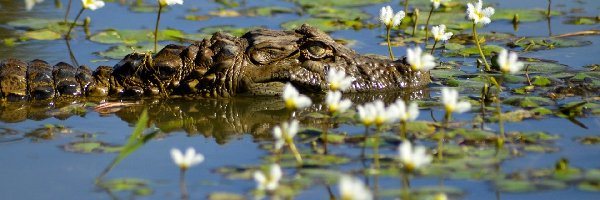 Kwiaty, Woda, Krokodyl