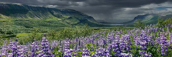 Góry, Kwiaty, Łubin, Chmury, Fioletowe, Islandia