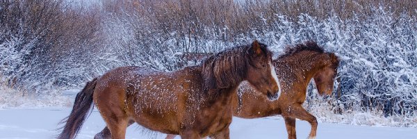 Śnieg, Galop, Konie