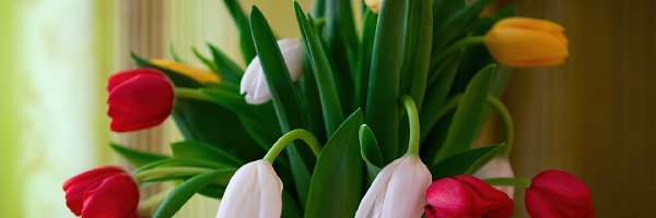 Wazon, Tulipany, Kolorowe