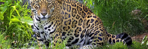 Trawa, Jaguar