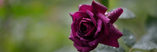 Rosa, Róża, Bordowa