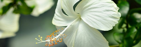 Kwiat, Biały, Hibiskus