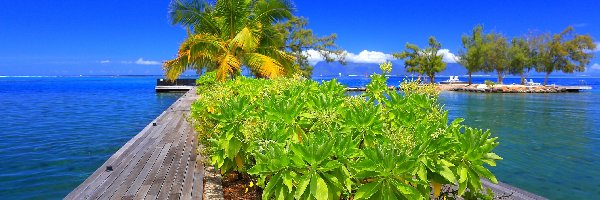 Polinezja Francuska, Molo, Tahiti, Rośliny, Palma