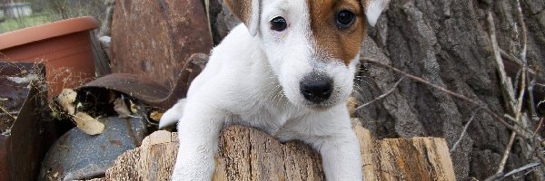 pieniek, Jack Russell Terrier