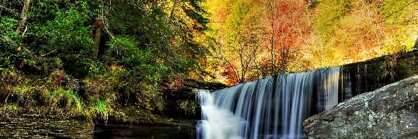 Las, Wodospad, Drzewa, Jesień