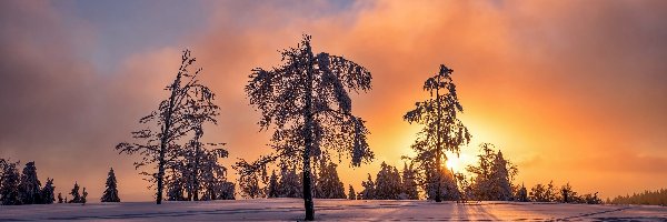 Zima, Ślady, Śnieg, Wschód słońca, Drzewa