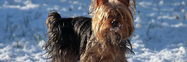Śnieg, Yorkshire Terrier