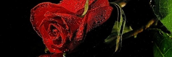 Czerwona, Rosa, Róża, Kwiat