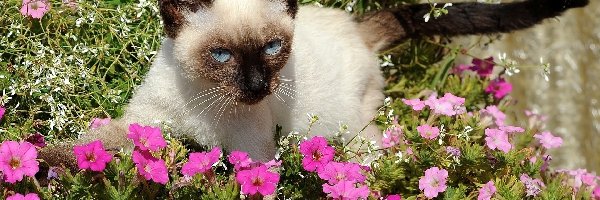 Kwiaty, Fioletowe, Kot