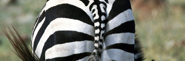 Ogon, Paski, Zebra
