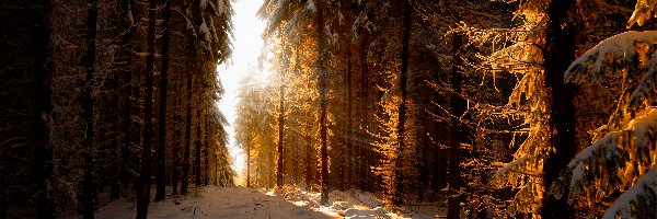 Las, Światło, Przebijające, Zima