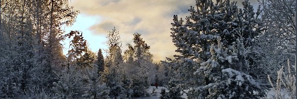 Śnieg, Drzewa, Ośnieżone