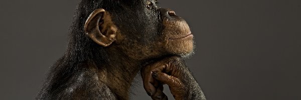 Małpa, Profil, Szympans, Zamyślona