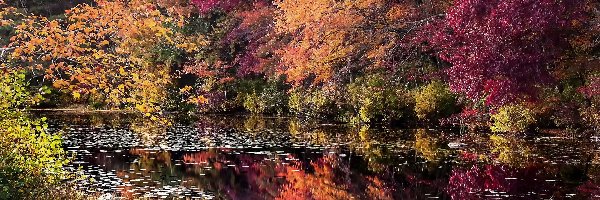 Jesień, Las, Rzeka, Drzewa, Kolorowe