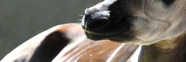 Oko, Łeb, Okapi