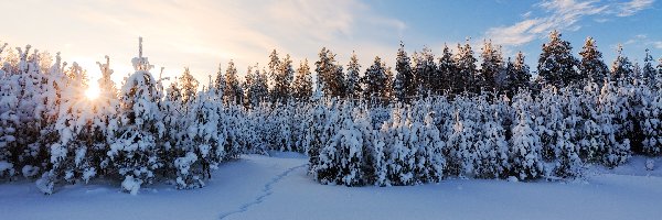 Śnieg, Zachód Słońca, Zima, Drzewa