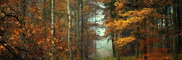 Jesień, Ścieżka, Liście, Mgła, Drzewa, Las