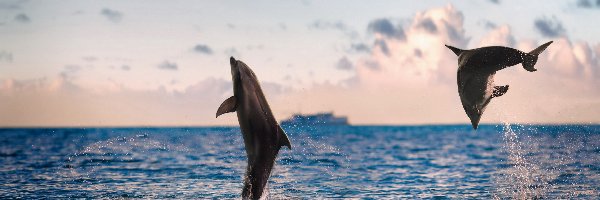 Morze, Delfinki, Dwa