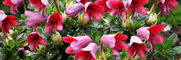 Rododendron, Różowy