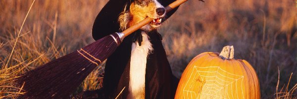Owczarek australijski-australian shepherd, Halloween, Czarownica