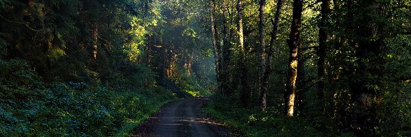 Droga, Las, Przez, Przebijające Światło, Poranek