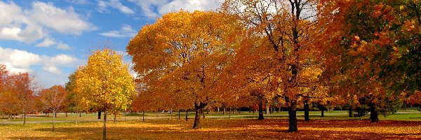 Drzewa, Jesień, Liście, Park