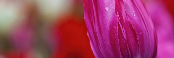 Tulipan, Rosy, Krople, Różowy