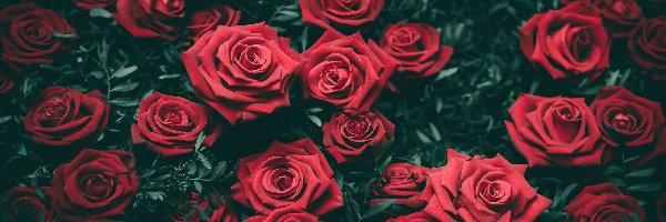 Czerwone, Liście, Róże, Przymglone