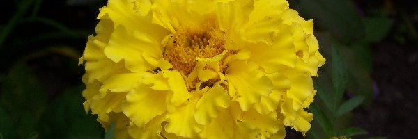 Kwiat, Żółty