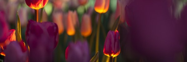 Tulipany, Blask, Rozmycie, Fioletowe