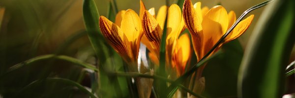 Krokusy, Wiosna, Kwiaty, Żółte