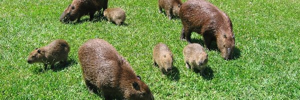 Kapibarów, Stadko
