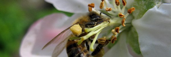 Pszczoła, Wiśni, Kwiat